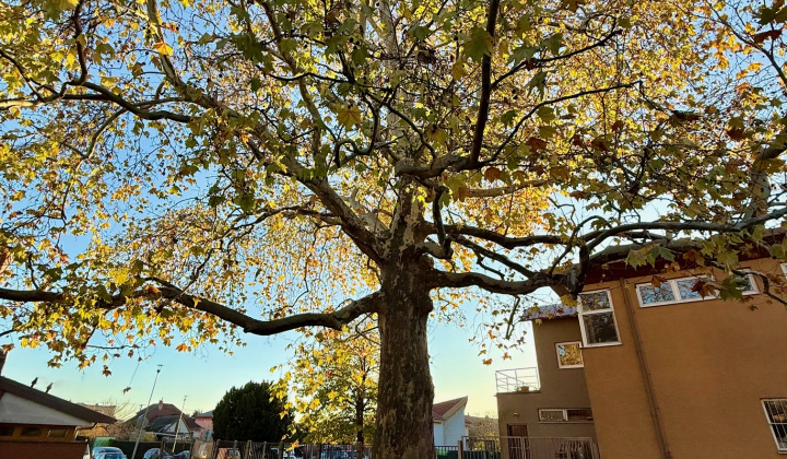 1. fotografia fotogalérie Zaujímavosti / Novolipnický platan - foto