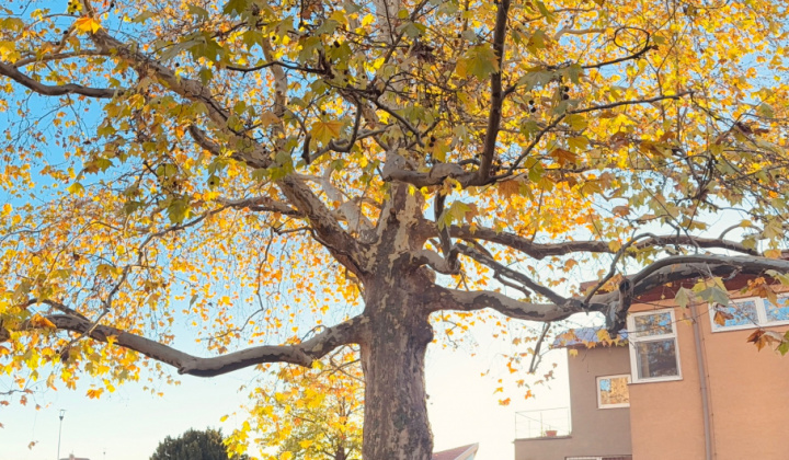 2. fotografia fotogalérie Zaujímavosti / Novolipnický platan - foto