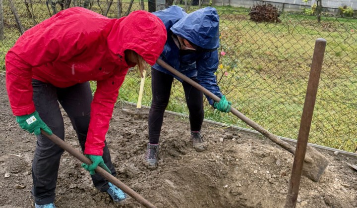 8. fotografia fotogalérie Projekty financované z dotácií / Výsadba zelene v obci Rovinka - foto