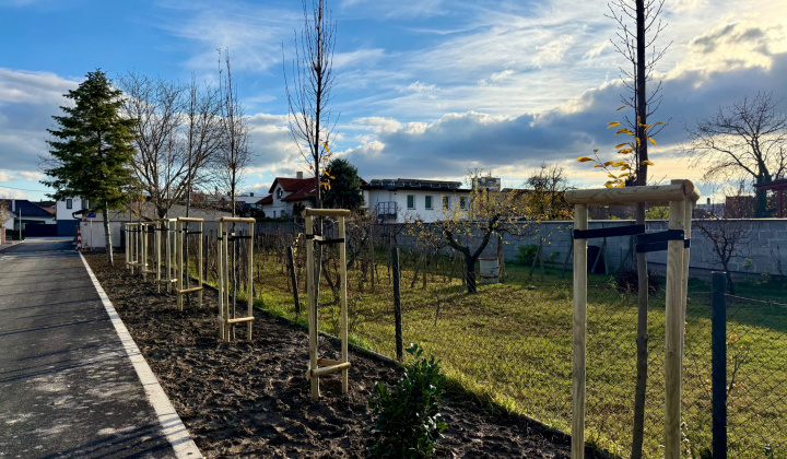 2. fotografia fotogalérie Projekty financované z dotácií / Výsadba zelene v obci Rovinka - foto
