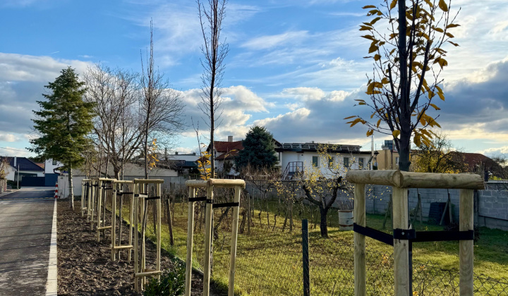 4. fotografia fotogalérie Projekty financované z dotácií / Výsadba zelene v obci Rovinka - foto