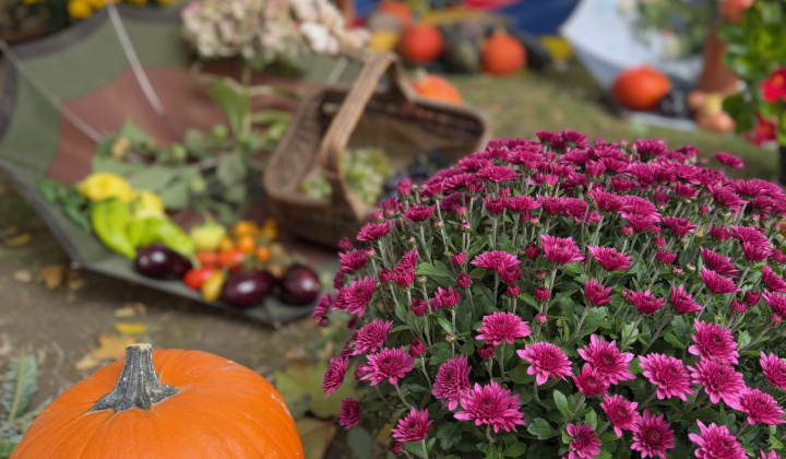 2. fotografia fotogalérie Rovinčanské jesenné hodovanie