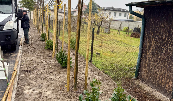 9. fotografia fotogalérie Aktuality / Výsadba stromov na Zelenej ulici - foto