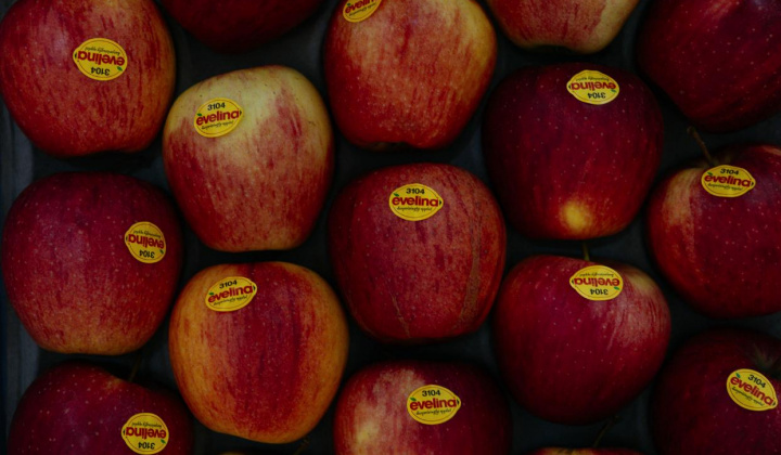 14. fotografia fotogalérie 17. reprezentačný ples obce