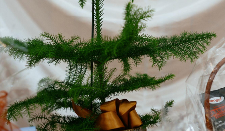 28. fotografia fotogalérie 17. reprezentačný ples obce