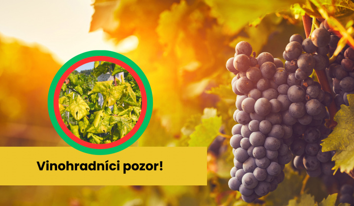 Fotka - Upozornenie pre vinohradníkov a záhradkárov