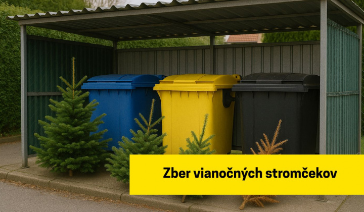 Fotka - Zber vianočných stromčekov